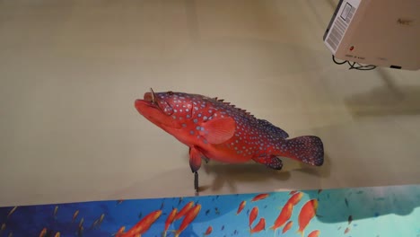 fish model displayed at museum exhibit