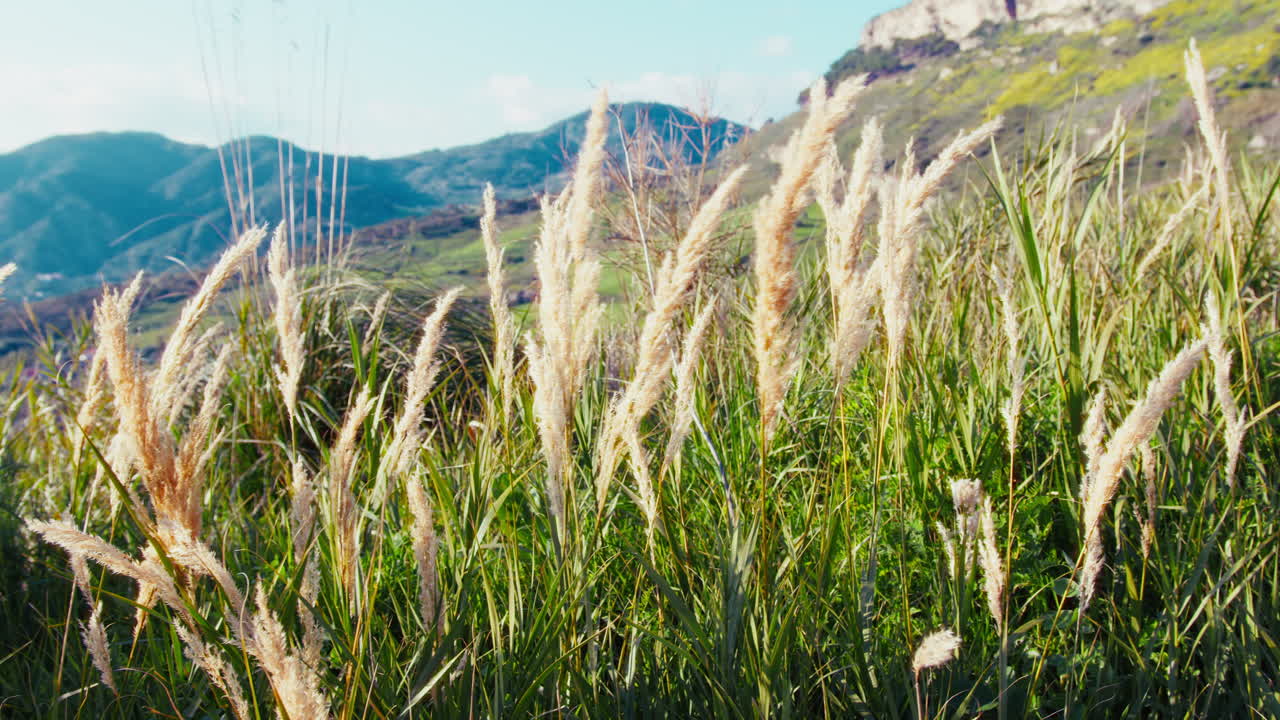 식물은 봄에 에서 자연 근처의 기도 중에 바람에 움직입니다.