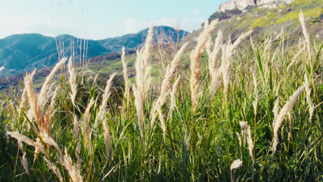 las plantas se mueven en el viento durante las oraciones cerca de la naturaleza en el campo en primavera