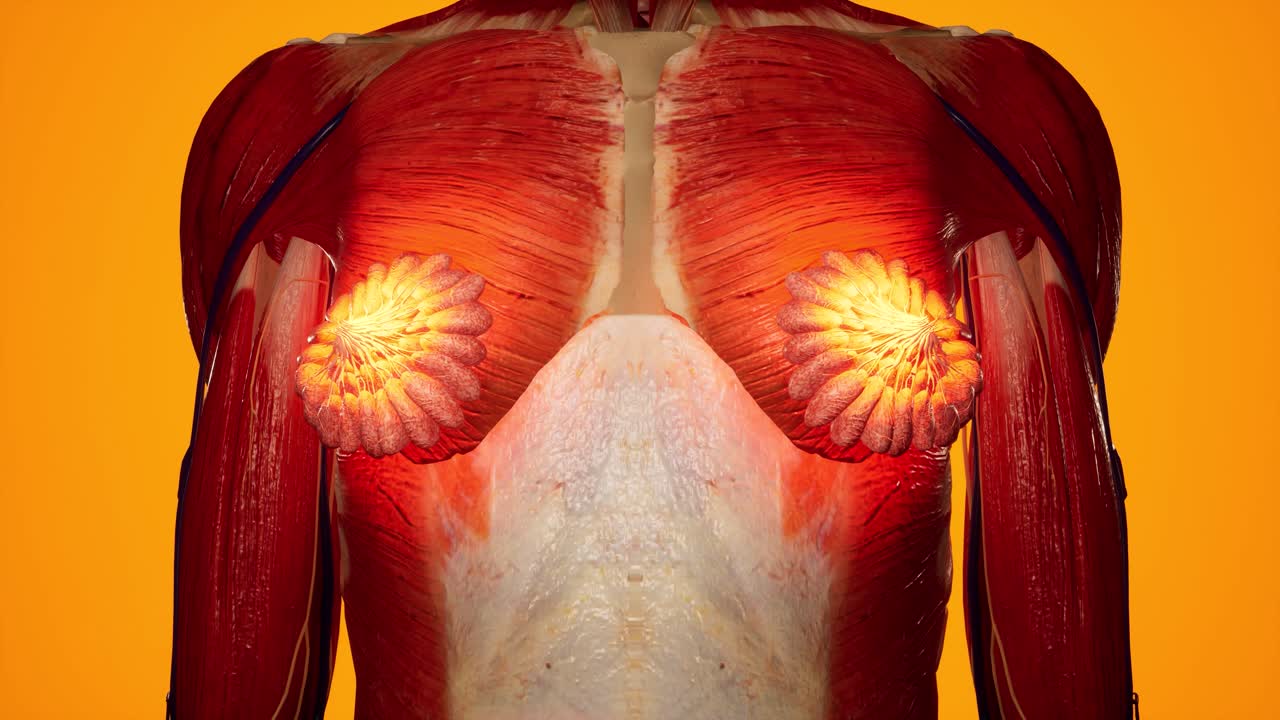 여성 몸의 해부학적 3d 애니메이션 - 피부 아래의 근육 및 혈관 구조 - 유방 해부학