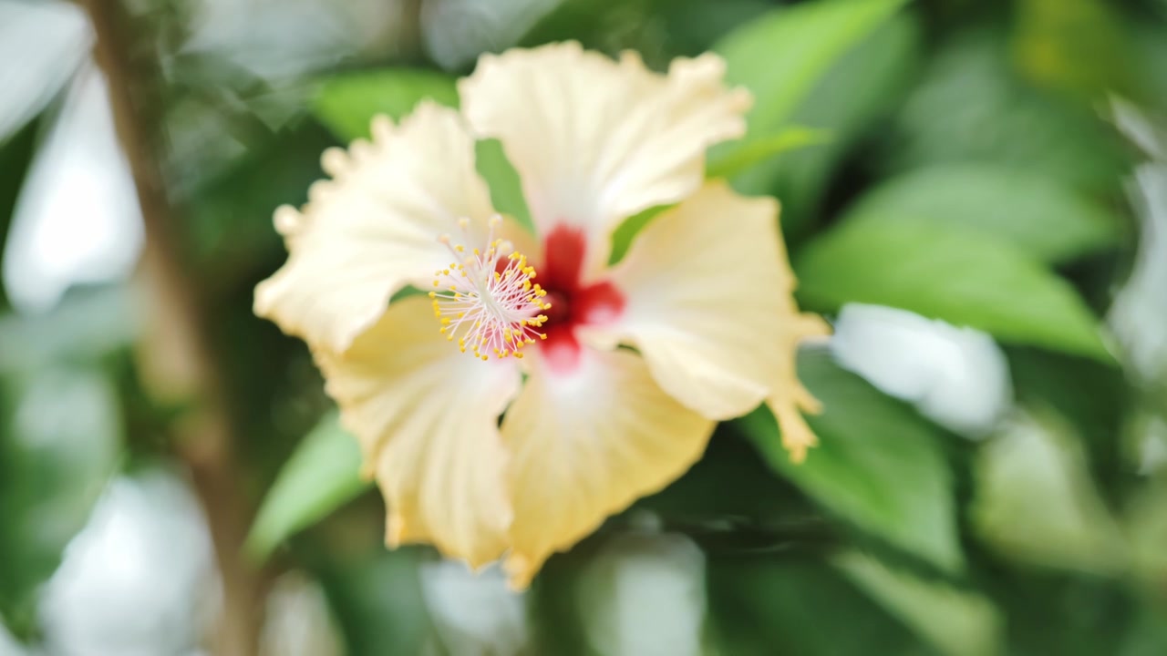 Fiore di ibisco in fiore a Cebu, Filippine, con luce soffusa e foglie verdi