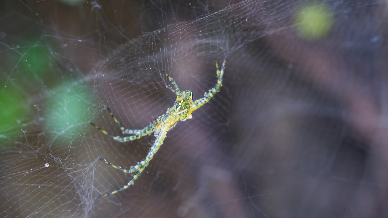 araña en la web. animales australianos de cerca