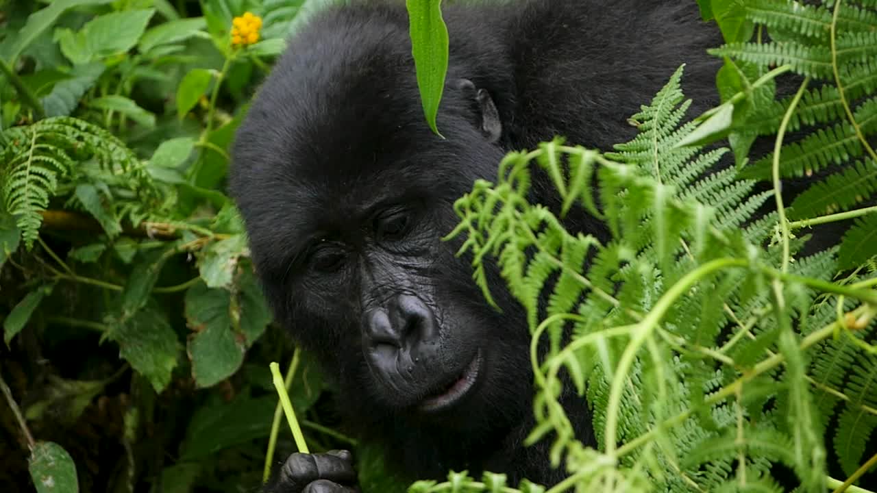 Un primo piano, ripreso con gimbal in 4K, di un gorilla di montagna adulto in via di estinzione, che vive nel suo habitat naturale nella giungla, Parco Nazionale Impenetrabile di Bwindi in Uganda, Africa