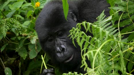 A-close-up,-4K-gimbal-shot-of-an-endangered-mature-mountain-gorilla,-living-among-their-natural-jungle-habitat,-Bwindi-Impenetrable-Forest-National-Park-of-Uganda,-Africa