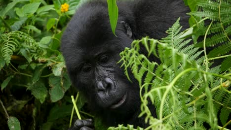 un primer plano, 4k gimbal de un gorila de montaña maduro en peligro de extinción, que vive entre su hábitat natural de la selva, bwindi impenetrable bosque parque nacional de uganda, áfrica