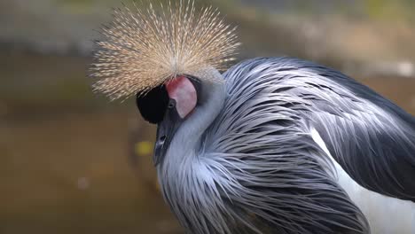 grulla coronada gris, balearica regulorum de pie en la orilla del río, esponja sus plumas para mantenerse caliente, durmiendo pacíficamente, acicalándose el plumaje con su pico, detalles de cierre de la vida silvestre tomados