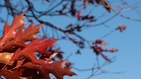 Red maple leaves against a clear blue sky