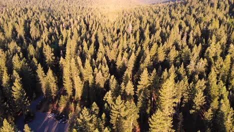 drone shot panning up while flying above a forest