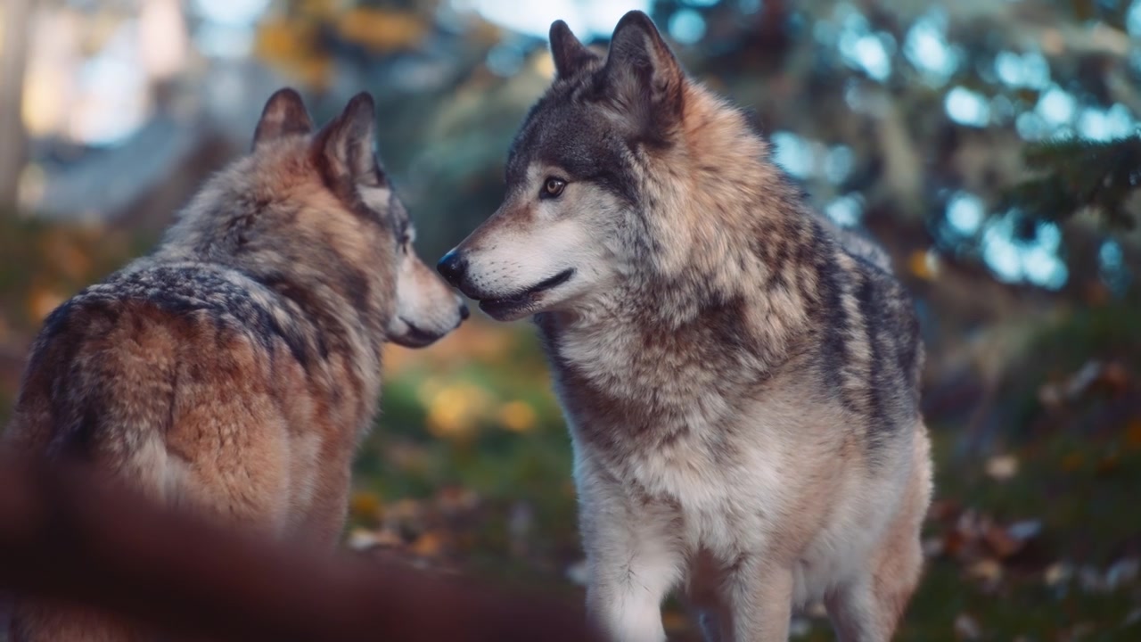 Close up of two gray wolves in the woods