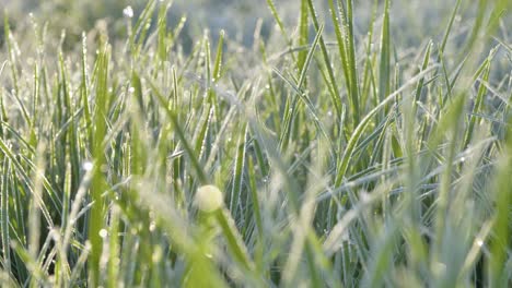 green grass in hoarfrost in sunlight