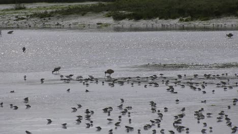 Las-Aves-Marinas-Se-Reúnen-Alrededor-De-La-Playa.