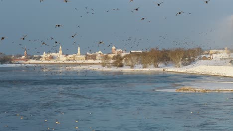 Drone-aerial-view-of-flying-birds