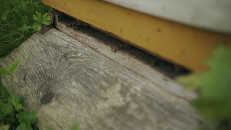 Close-up-of-bottom-of-Langstroth-wooden-beehive