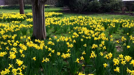 Multitud-De-Narcisos-Dorados---Cientos-De-Flores-De-Primavera-Fuera-Del-Palacio-Tudor-Fulham-En-Londres