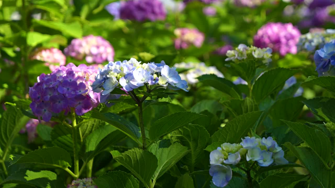 Close up of beautiful hydrangea flowers in full bloom