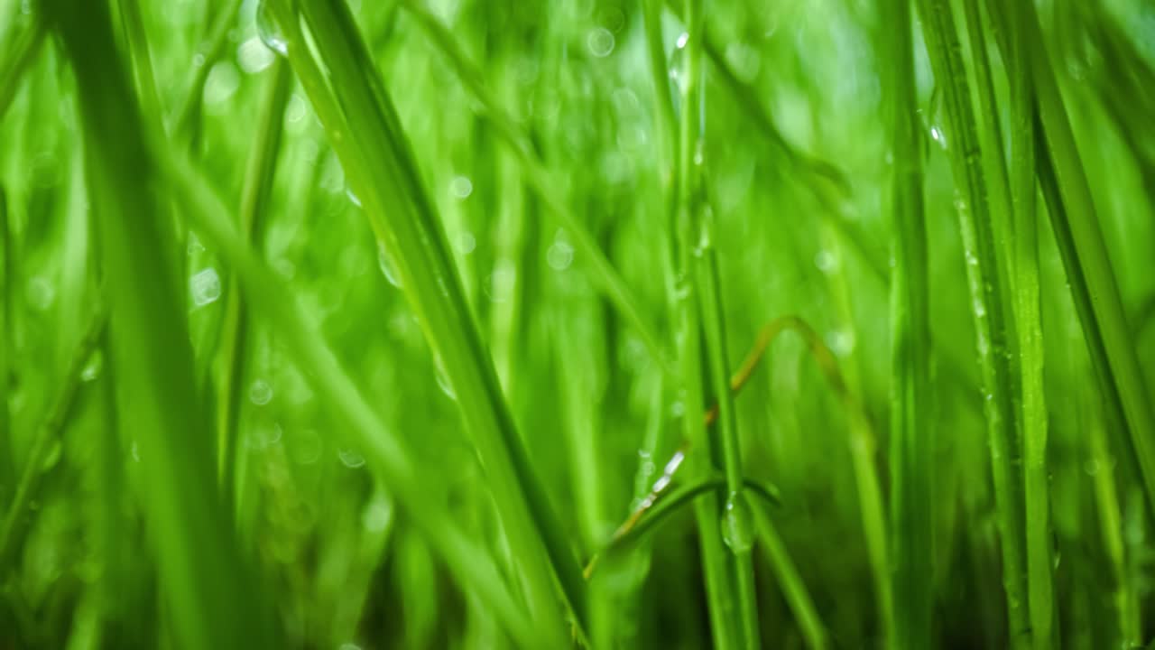 el césped verde es un primer plano súper macro.