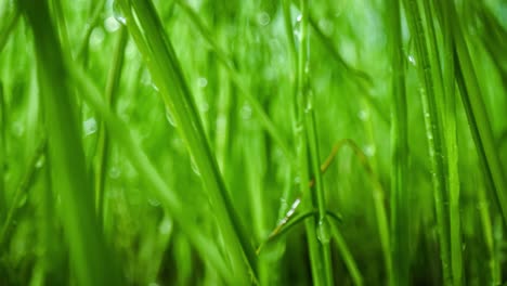 green grass close-up super macro shooting.