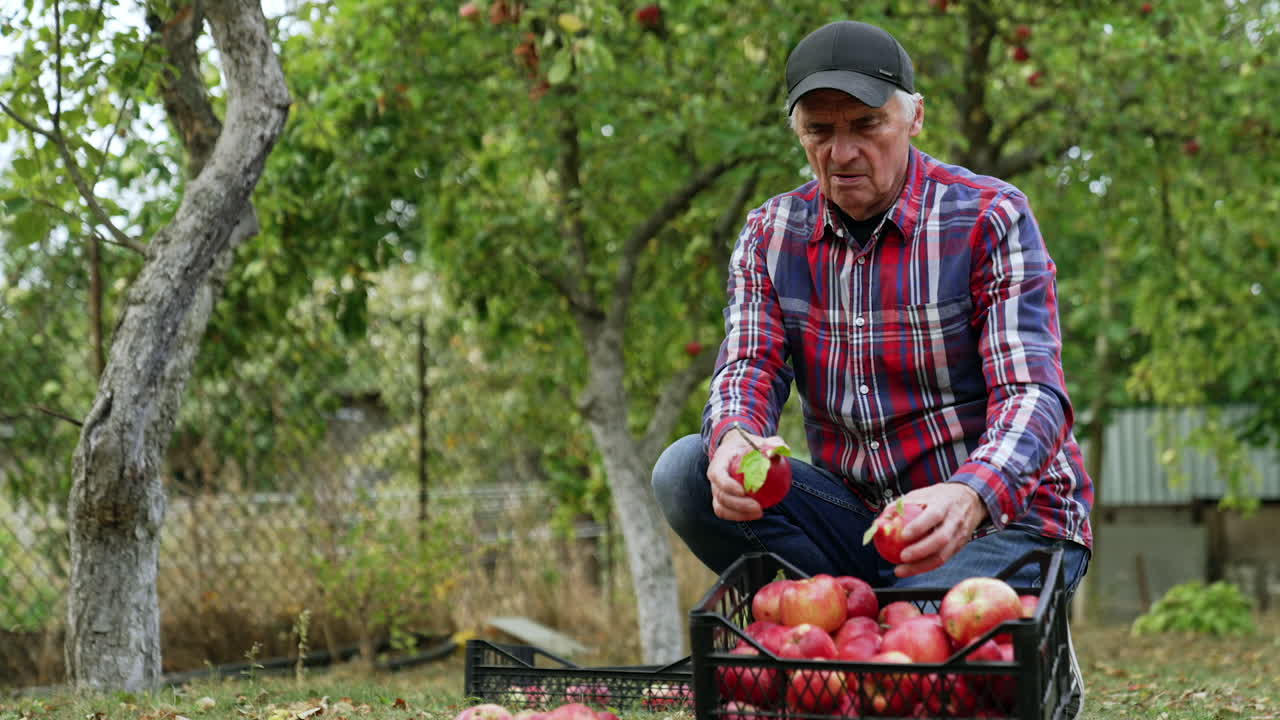 Male farmer wearing a checkered shirt and cap sits squatted near the box of apples. Man sorts the fruit after picking.
