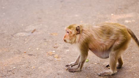 monkey strolling on a street in chonburi