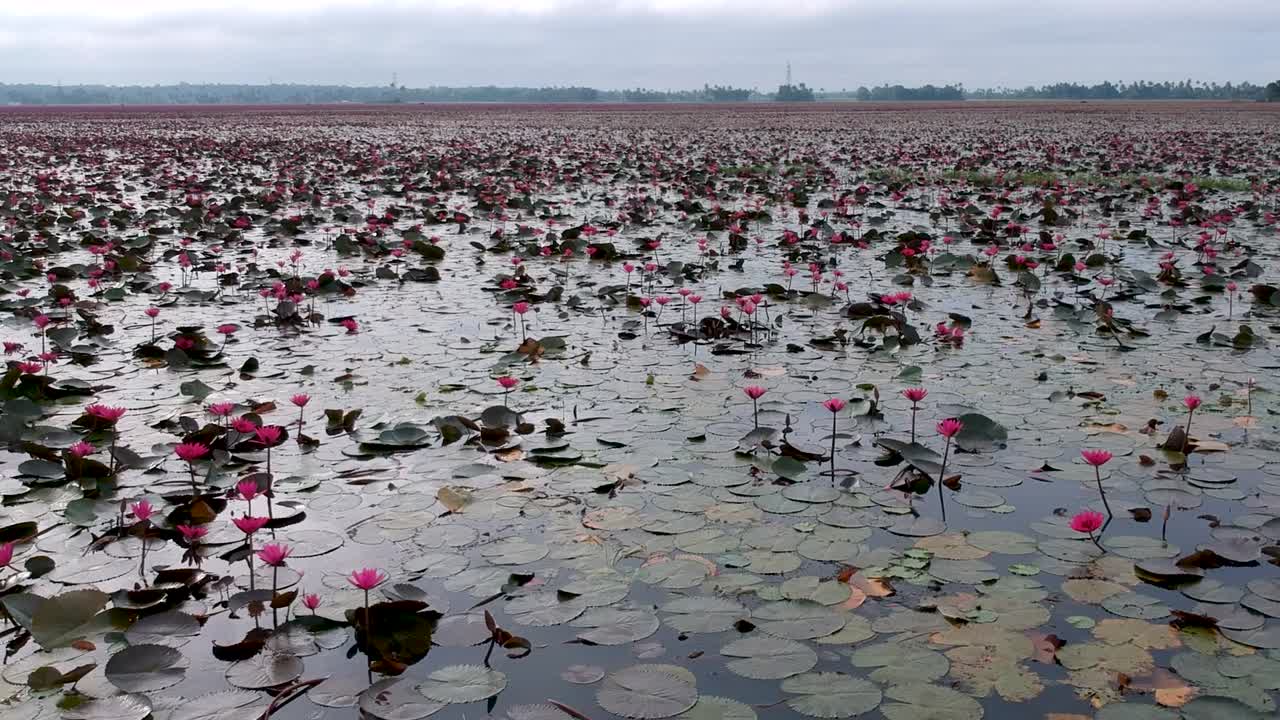 Water lily pond river sea,Water lily blooming,Beautiful aerial shot,group