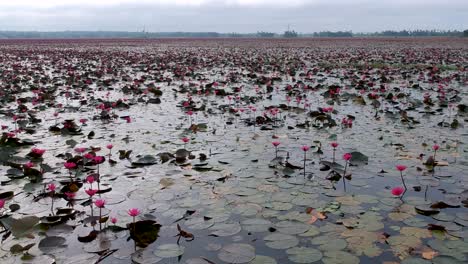 water lily pond river sea,water lily blooming,beautiful aerial shot,group