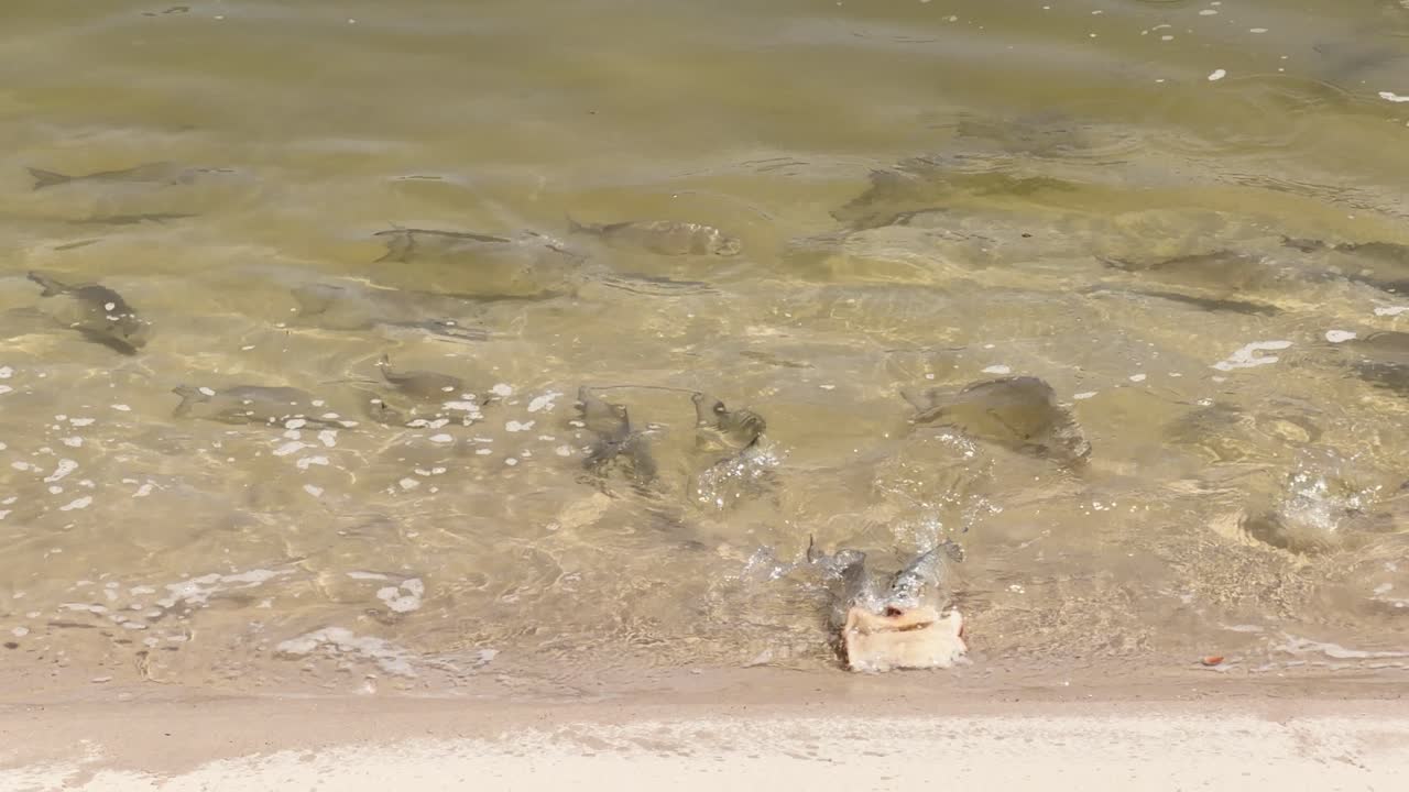 Wild sea bream gather and feed on bread near sandy shoreline in clear, sunlit estuary