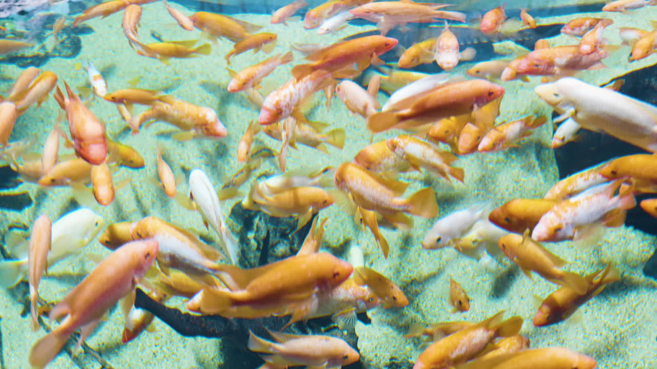 물 위의 프레임 주위를 헤엄치는 물고기의 통로