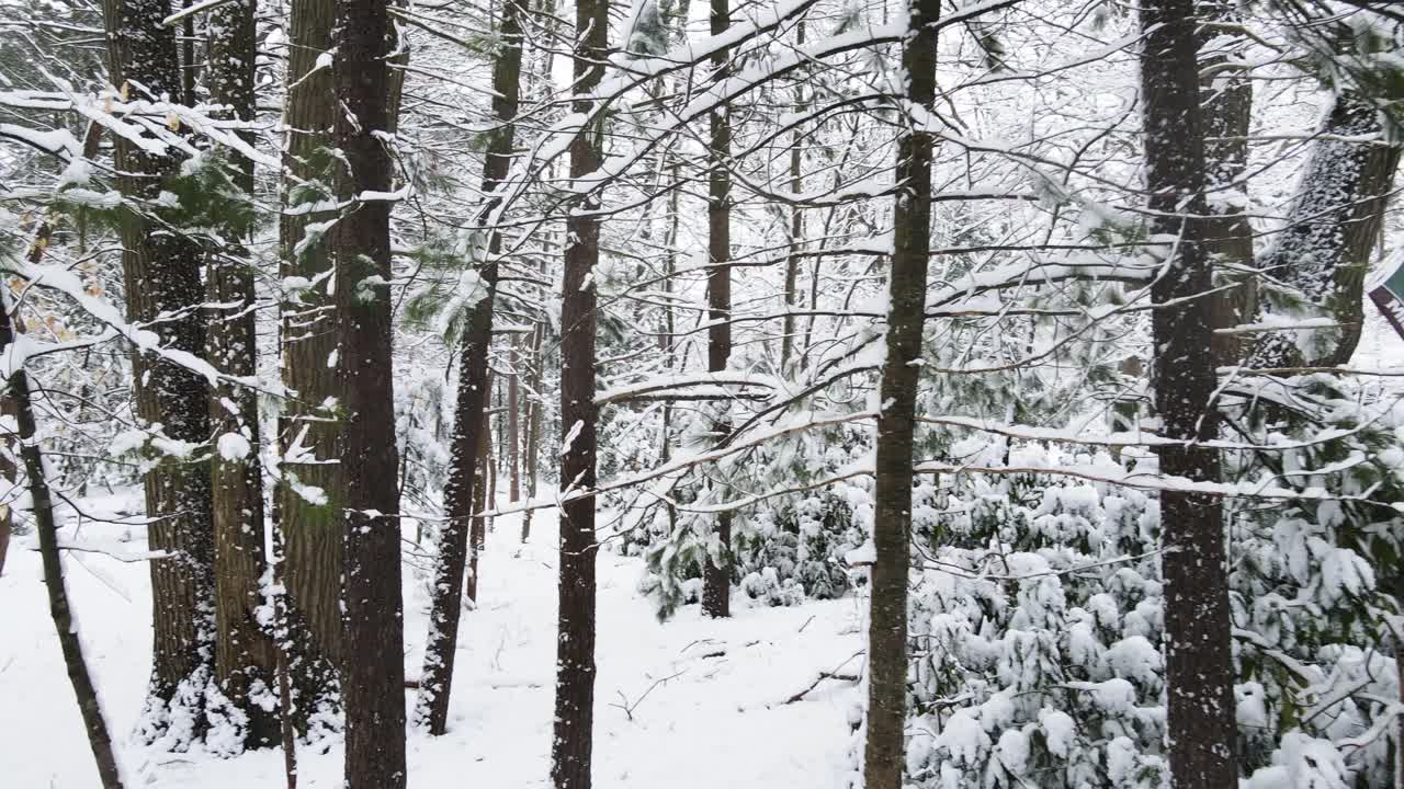 movimiento lento del carro empujando hacia adelante a los pinos cubiertos de nieve