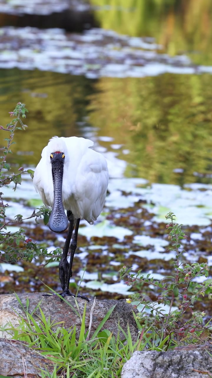Spatola vicino a uno stagno in giardini botanici