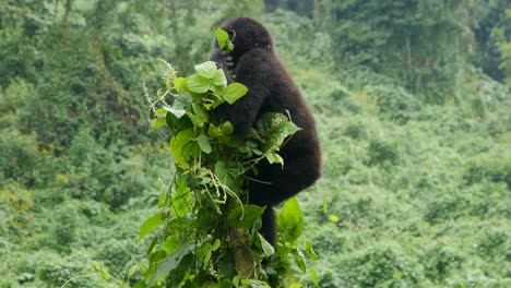 A-close-up-4K-gimbal-shot-of-endangered-young-mountain-gorilla-siblings,-living-among-their-natural-jungle-habitat,-Bwindi-Impenetrable-Forest-National-Park-of-Uganda,-Africa