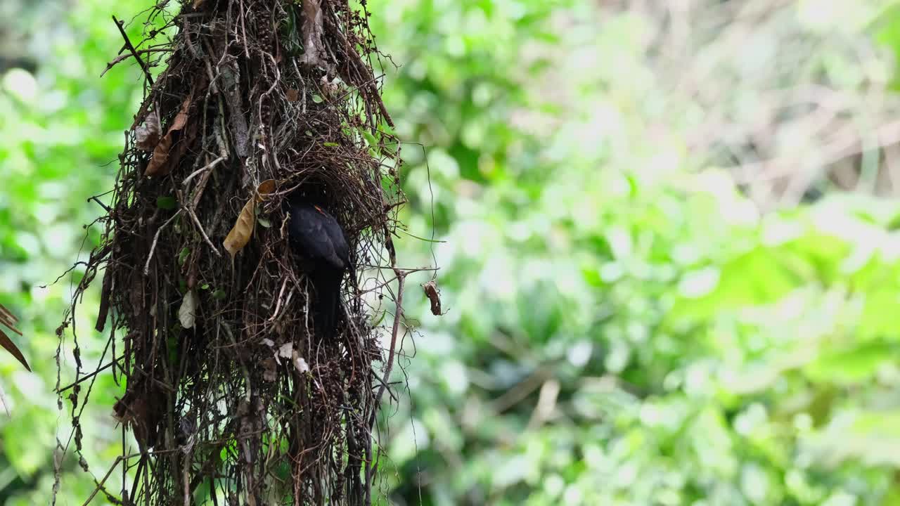 Hanging nest swinging then a parent bird arrives to bring food, Dusky Broadbill Corydon sumatranus, Thailand