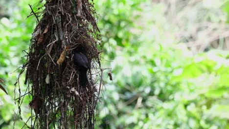 Nido-Colgante-Balanceándose-Y-Luego-Llega-Un-Pájaro-Padre-Para-Traer-Comida,-Pico-Ancho-Oscuro-Corydon-Sumatranus,-Tailandia