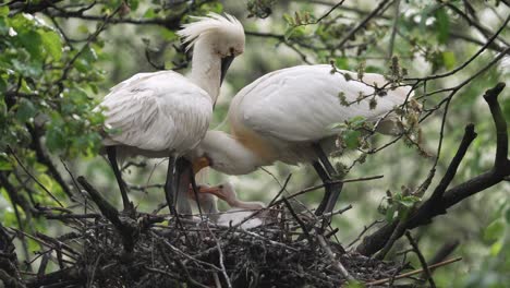 Löffler-Eltern-Füttern-Hungrige-Küken-Im-Nest,-Indem-Sie-Futter-Erbrechen-–-Totalaufnahme