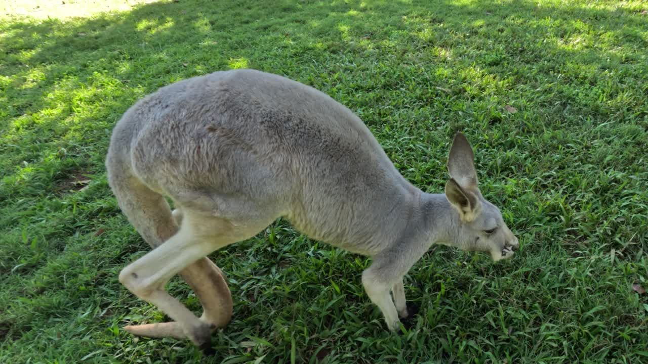 canguro comiendo hierba en un área de hierba