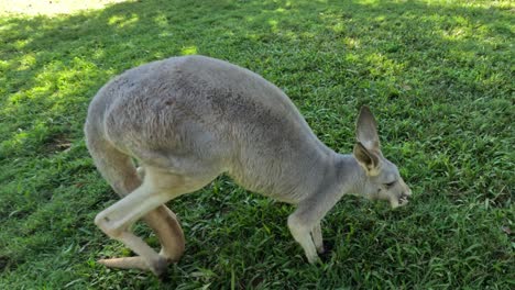 canguro comiendo hierba en un área de hierba
