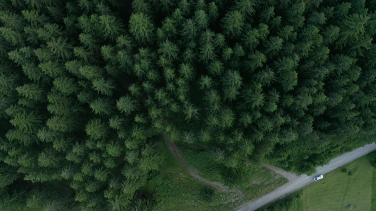 Top-down View Of Dense Forest With Green Coniferous Trees Near Countryside Road In Romania - aerial