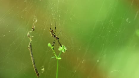 Bananenspinne,-Goldene-Seidenspinne,-Weibchen-Thront-Im-Netz-In-Einem-Wald-In-Florida,-4k