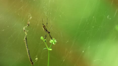 araña de plátano hembra tejedora de orbes de seda dorada posada en la red en el bosque de florida 4k