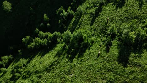 Top-down-tracking-of-animals-running-through-forest-in-Vietnam,-drone