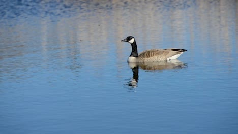 canadian goose floating along in a rural lake during the start of spring