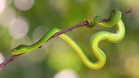 la víbora de labios blancos es una víbora venenosa endémica del sudeste asiático y a menudo se encuentra durante la noche esperando en una rama o rama de un árbol cerca de un cuerpo de agua con muchos alimentos