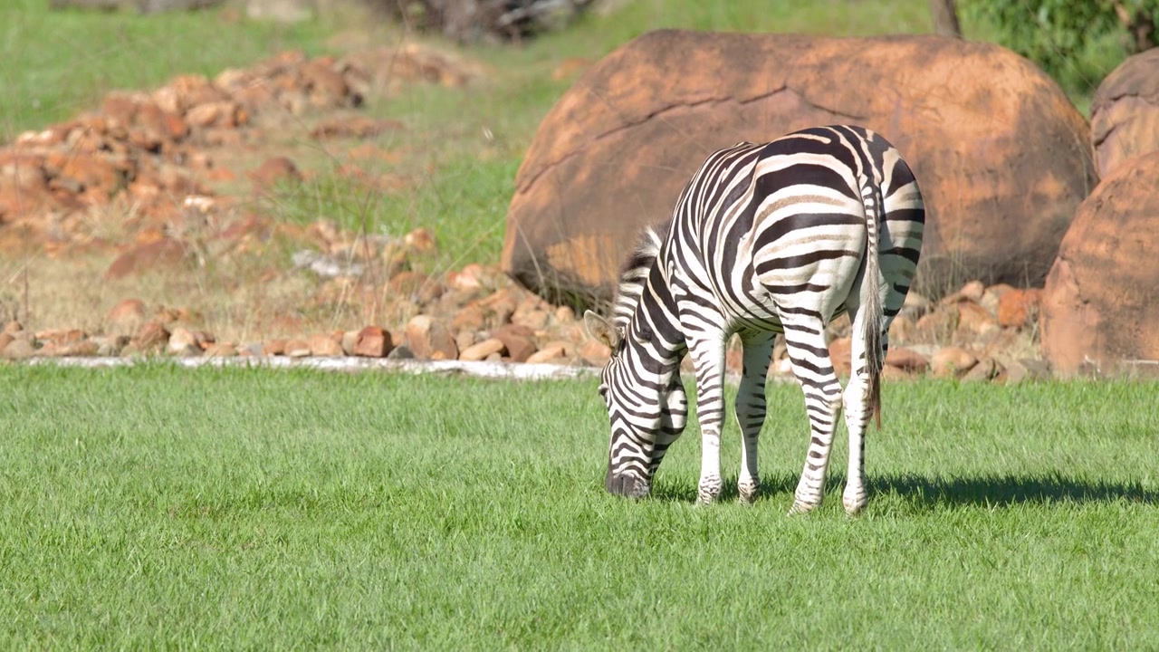 Una zebra delle pianure pascola su erba verde lussureggiante sotto la luce solare intensa in un recinto roccioso