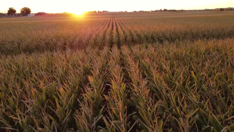 imágenes de video de drones sobre un campo de maíz durante la puesta de sol en otoño