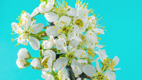 las flores de primavera. las flores de ciruela en una rama de ciruelas florecen sobre un fondo azul. video de lapso de tiempo 4k.