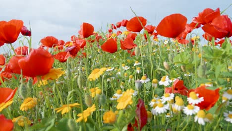 Slow-motion-close-up-view-of-colorful-beautiful-wildflowers-in-meadow-during-spring