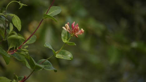 Shot-of-wild-honeysuckle-flower,-moving-in-the-summer-breeze