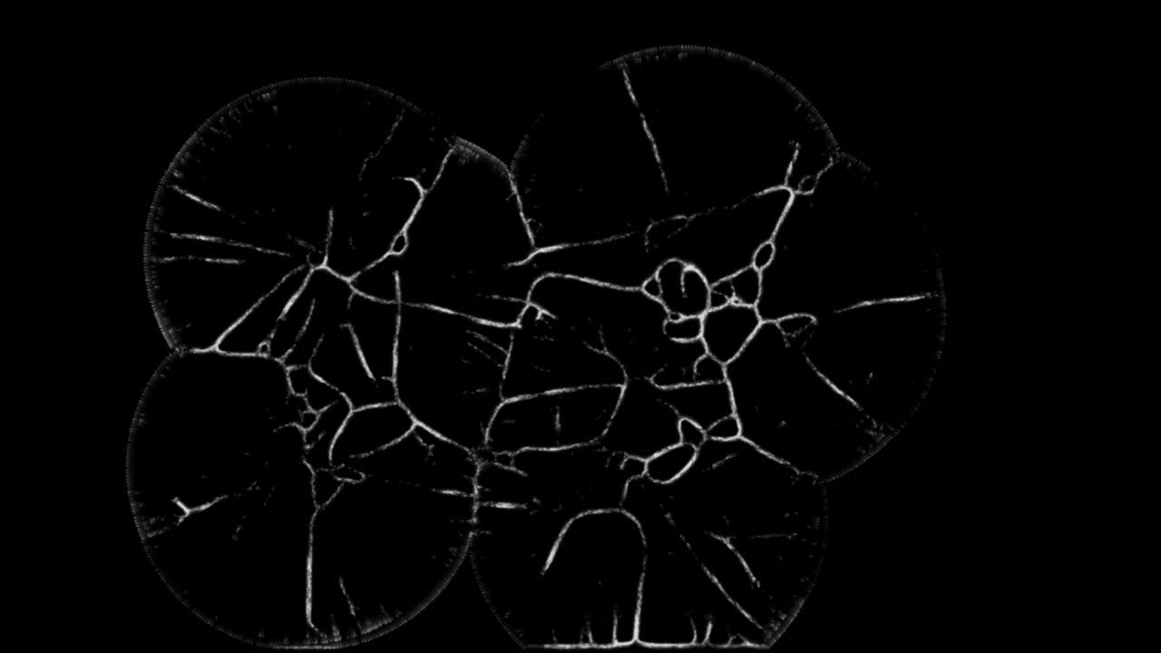 Simulated animation of several organisms growing and expanding as they develop