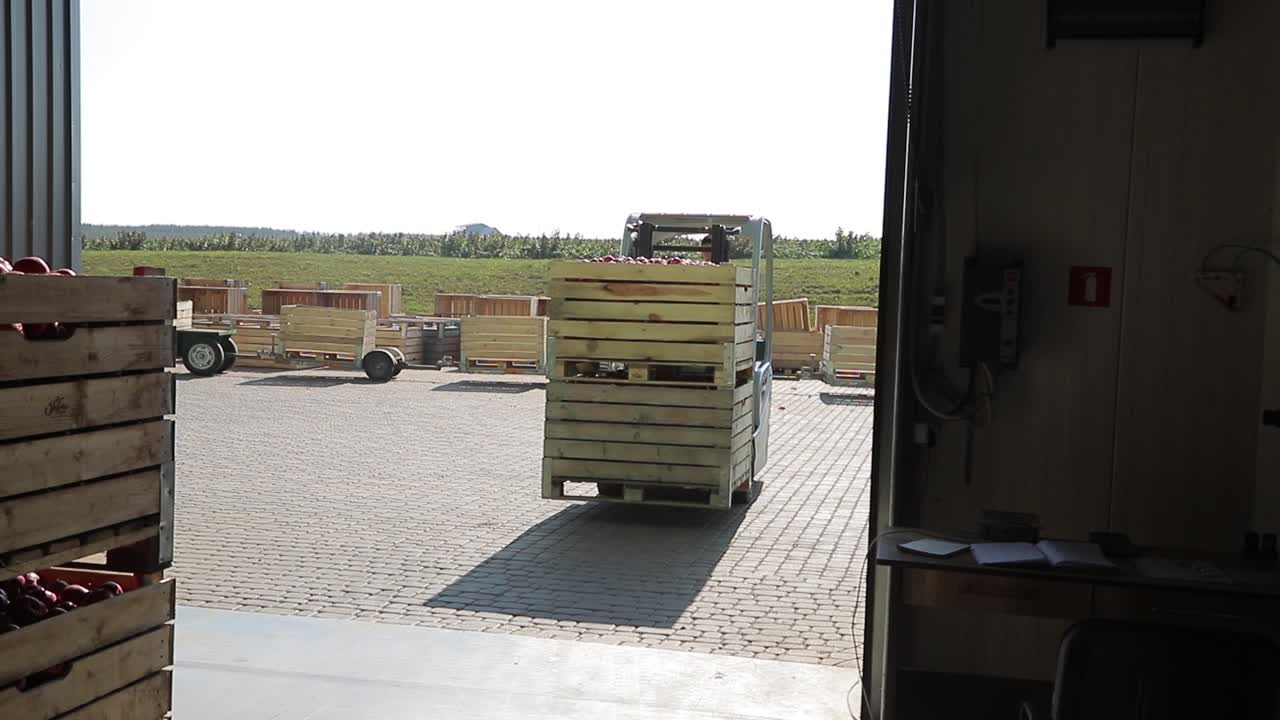 Apple crates carrying with forklift. Employee on the electric forklift carry the container wiht ripe apples to inside