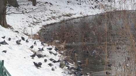 Impressive-view-of-a-large-flock-of-white-and-grey-pigeons-flying-in-slow-motion