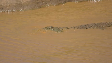 cocodrilo comiendo peces en el agua